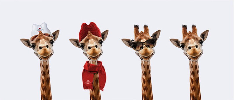 Cogestim concept graphisme têtes girafes